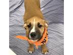 Adopt Sequoya a Mixed Breed