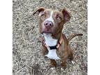 Adopt Snubbull a Pit Bull Terrier