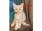 Adopt Flash a Domestic Medium Hair