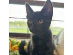 Adopt Simon a Domestic Short Hair