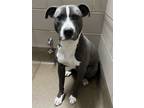 Adopt North a Mixed Breed