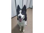 Adopt Blue a Husky