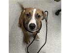 Adopt BRANDO a Pit Bull Terrier, Mixed Breed