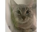 Adopt CHILLIWACK a Domestic Short Hair