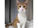 Adopt Mario a Domestic Short Hair