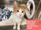 Adopt NELSON a Domestic Short Hair