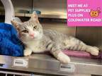 Adopt COLBY a Domestic Short Hair