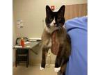 Adopt Busta Rhymes a Snowshoe