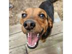 Adopt Noah - Fostered in KC a Beagle