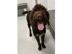 Adopt Griffin a German Wirehaired Pointer