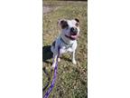 Adopt Badger (HW-) ADOPTION FEE WAIVED, no cats a Boxer, Pit Bull Terrier