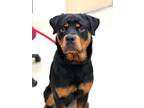 Adopt 43067 - Leeroy a Rottweiler