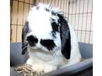 Adopt 43039 - Stache a American Fuzzy Lop