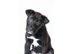 Adopt Sgt. Pepper a Mixed Breed