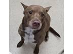 Adopt Flynn a American Staffordshire Terrier, Labrador Retriever