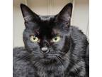 Adopt Parrot a Domestic Short Hair