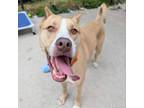 Adopt Drummer a American Staffordshire Terrier