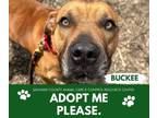 Adopt BUCKEE a Pit Bull Terrier
