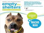 Adopt MACHO MAN a Pit Bull Terrier
