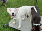 Adopt Chance a Mixed Breed