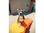 Adopt Gumby a Pit Bull Terrier, Mixed Breed