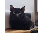 Adopt Henry a Domestic Short Hair