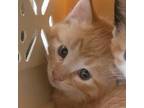 Adopt Cashew a Domestic Short Hair