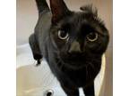 Adopt Wonton a Domestic Short Hair