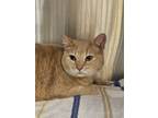 Adopt Hurley a Domestic Short Hair