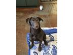 Adopt Choco a Labrador Retriever, Mixed Breed