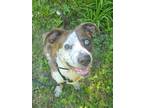 Adopt Potter a Australian Shepherd, Mixed Breed