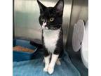 Adopt Troy a Domestic Short Hair