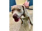 Adopt OTIS a Pit Bull Terrier, Mixed Breed