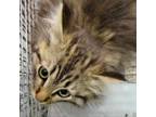 Adopt Barncat Beau a Domestic Long Hair