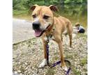 Adopt Spike a Pit Bull Terrier