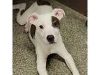 Adopt Han Solo a Mixed Breed