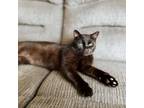 Adopt Tarzan-C a American Shorthair