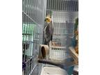 Adopt Alfrid a Cockatiel