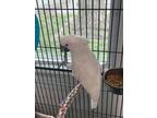 Adopt Frankie a Cockatoo