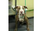 Adopt Grant a Terrier, Mixed Breed