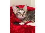 Adopt Rattan a Manx, Domestic Short Hair