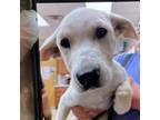 Adopt Chatterbox- 050205S a Labrador Retriever