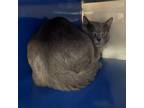 Adopt Sonny- 050212S a Russian Blue