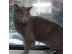 Adopt Popsicle a Domestic Short Hair, Russian Blue