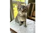 Adopt Fred a Domestic Short Hair