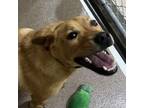 Adopt Benji a Labrador Retriever