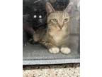 Adopt Shale a Domestic Short Hair