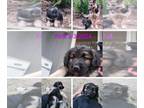 German Shepherd Dog PUPPY FOR SALE ADN-784325 - German shepard