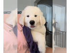 Great Pyrenees-Newfoundland Mix PUPPY FOR SALE ADN-784350 - Great Pyrenees