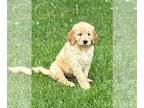 Goldendoodle PUPPY FOR SALE ADN-784354 - Laceys Doodles